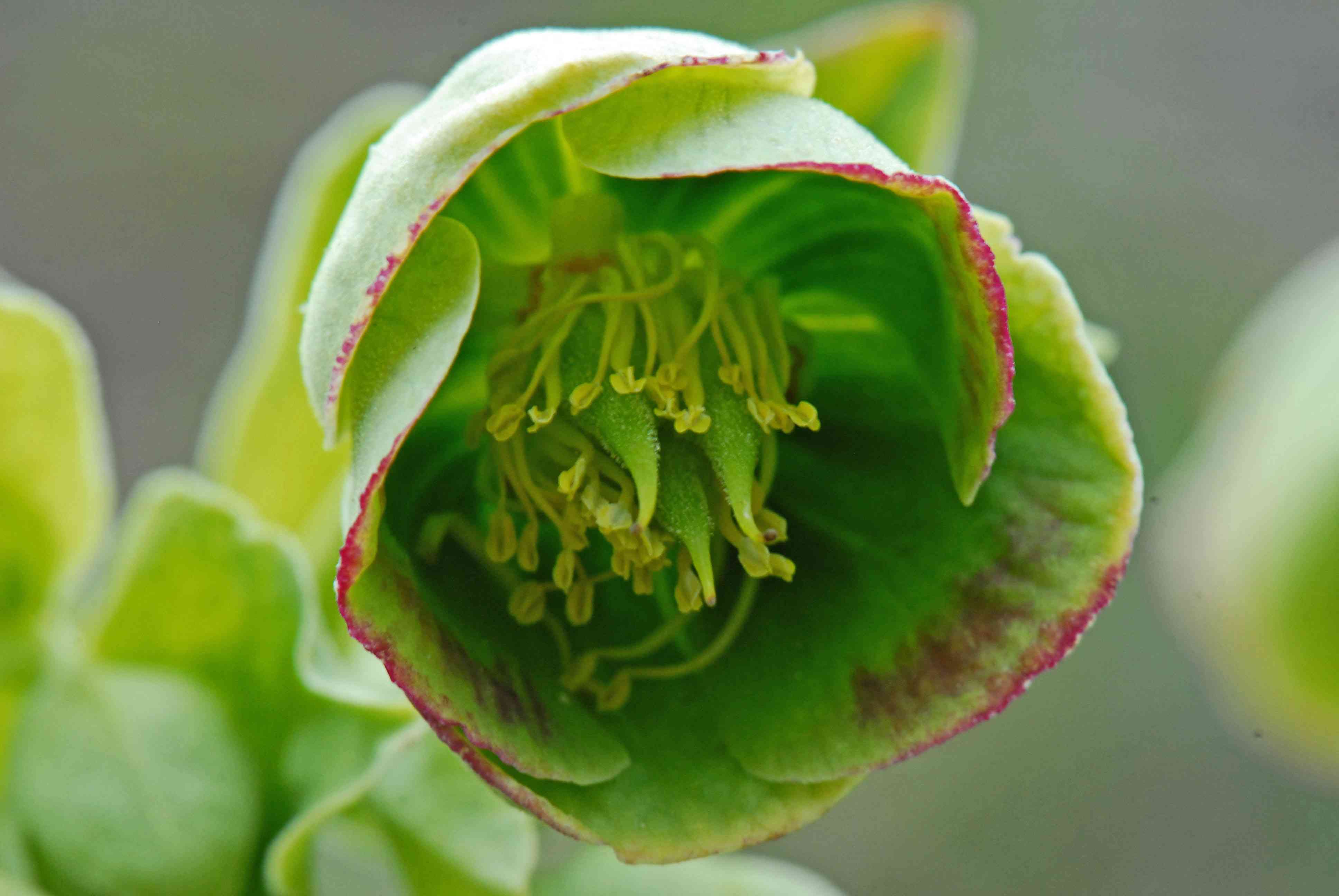 Hellébore fétide ou pied de griffon, en très gros plan au printemps. © GUIGO Franck - Parc national du Mercantour