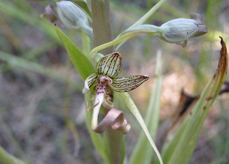 Orchis bouc, (Himantoglossum hircinum). © MARTIN DHERMONT Laurent - Parc national du Mercantour