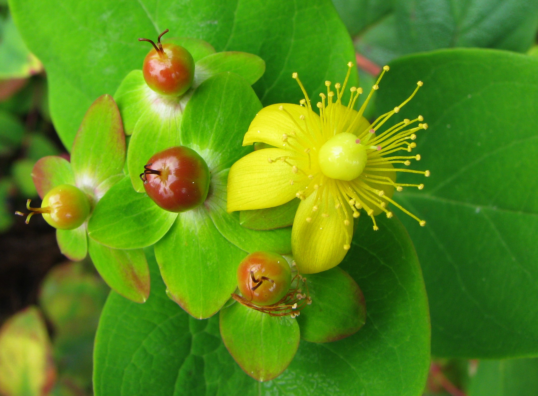 Fleur et fruit immature de Millepertuis Androsème. © By Agnieszka Kwiecień - CC BY 3.0, https://commons.wikimedia.org/w/index.php?curid=2576968