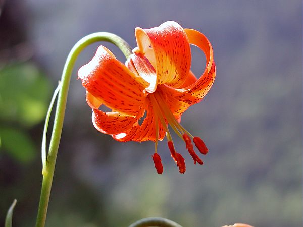 Lis turban ou lis de Pompone, (Lilium pomponium). © JANNIN Vincent - Parc national du Mercantour