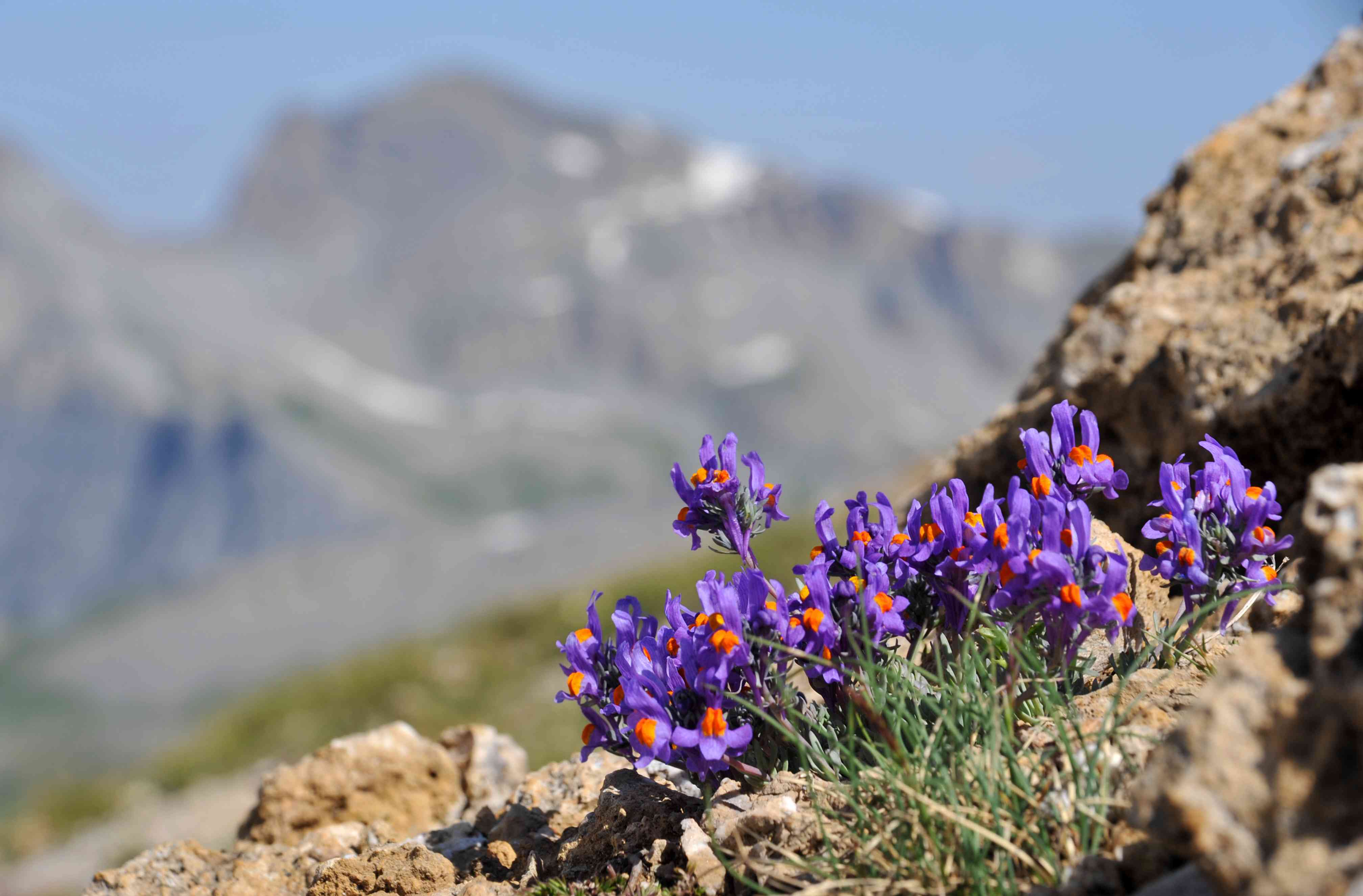 Linaire des Alpes devant l'Enchastraye, un 14 juillet. © PIERINI Philippe - Parc national du Mercantour
