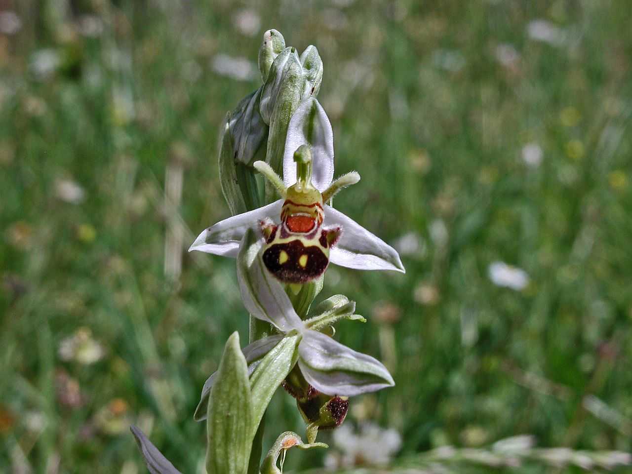 Ophrys abeille. © JANNIN Vincent - Parc national du Mercantour
