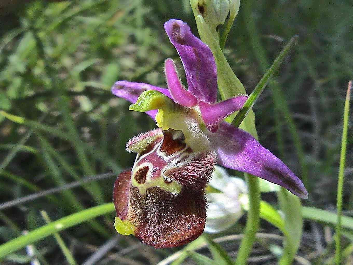 Ophrys bourdon. © CEVASCO Jean-Marie - Parc national du Mercantour