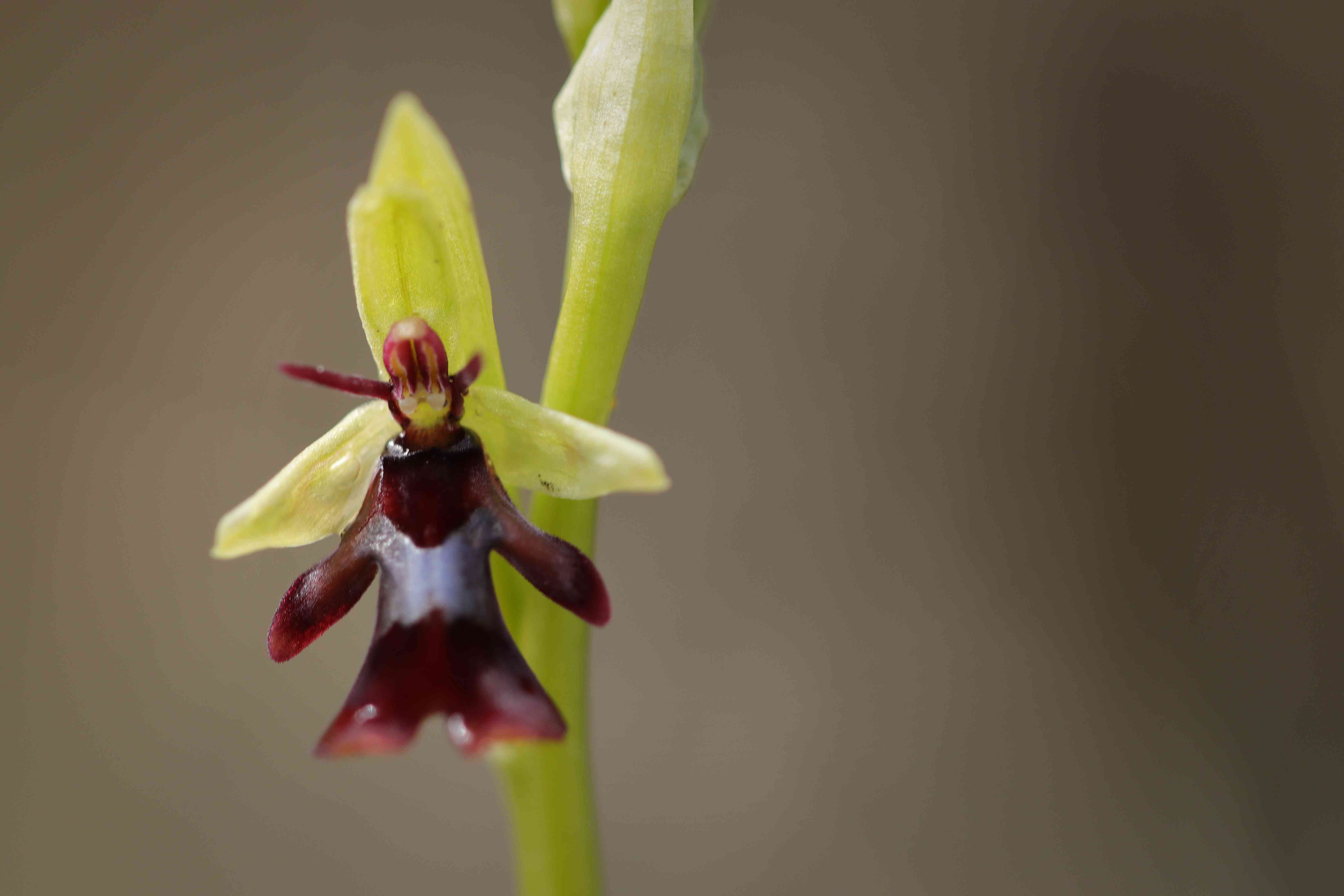 Ophrys mouche - gros plan. © ROUX Sophie - Parc national du Mercantour