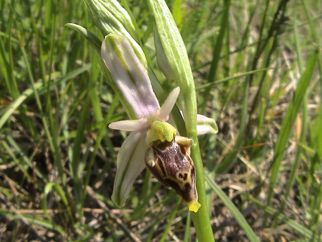 Ophrys bécasse en gros plan, dans une prairie. © CEVASCO Jean-Marie - Parc national du Mercantour.