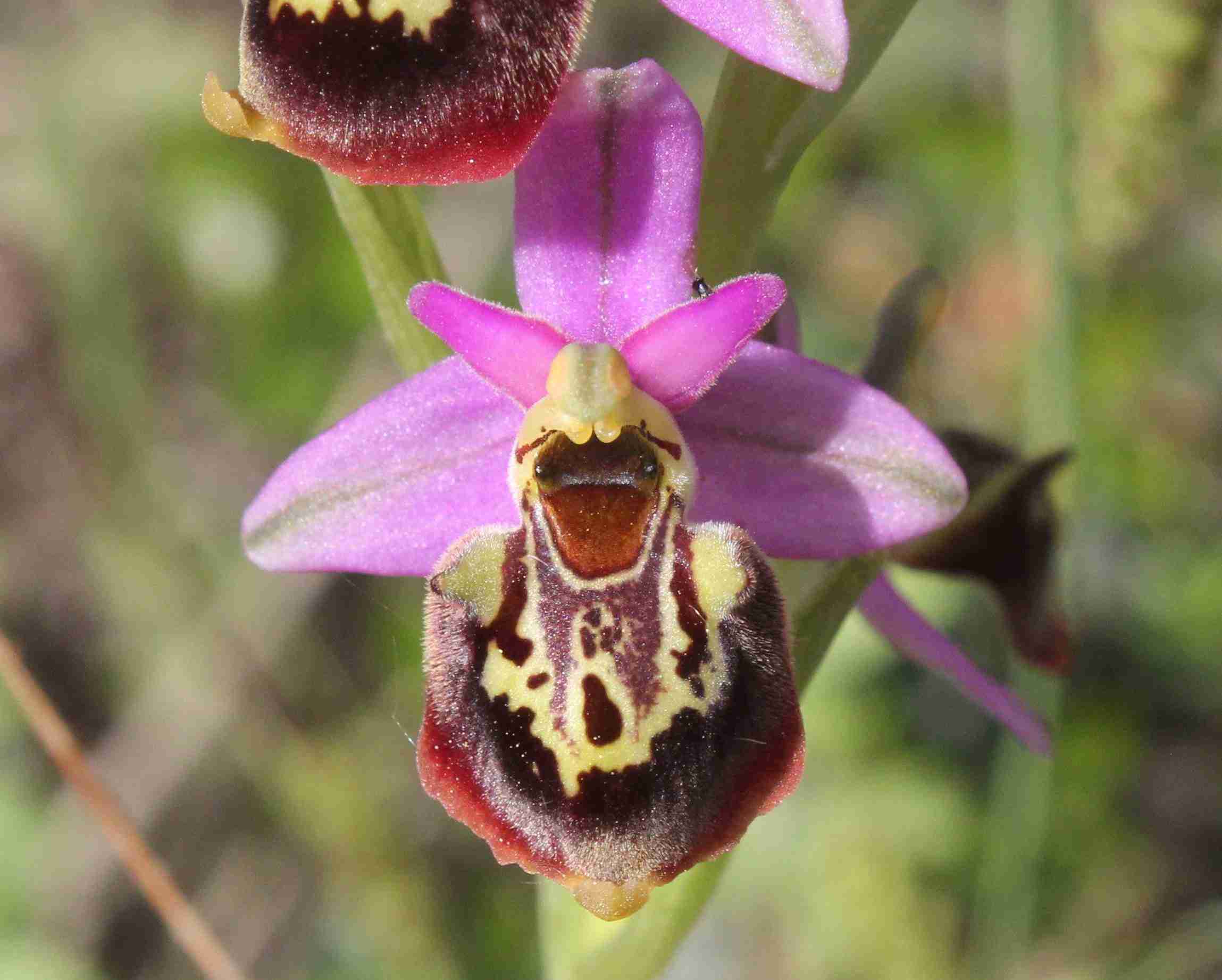 Ophrys vetula Risso. © By Hüseyin Cahid Doğan - CC BY-SA 4.0, https://commons.wikimedia.org/w/index.php?curid=92750240