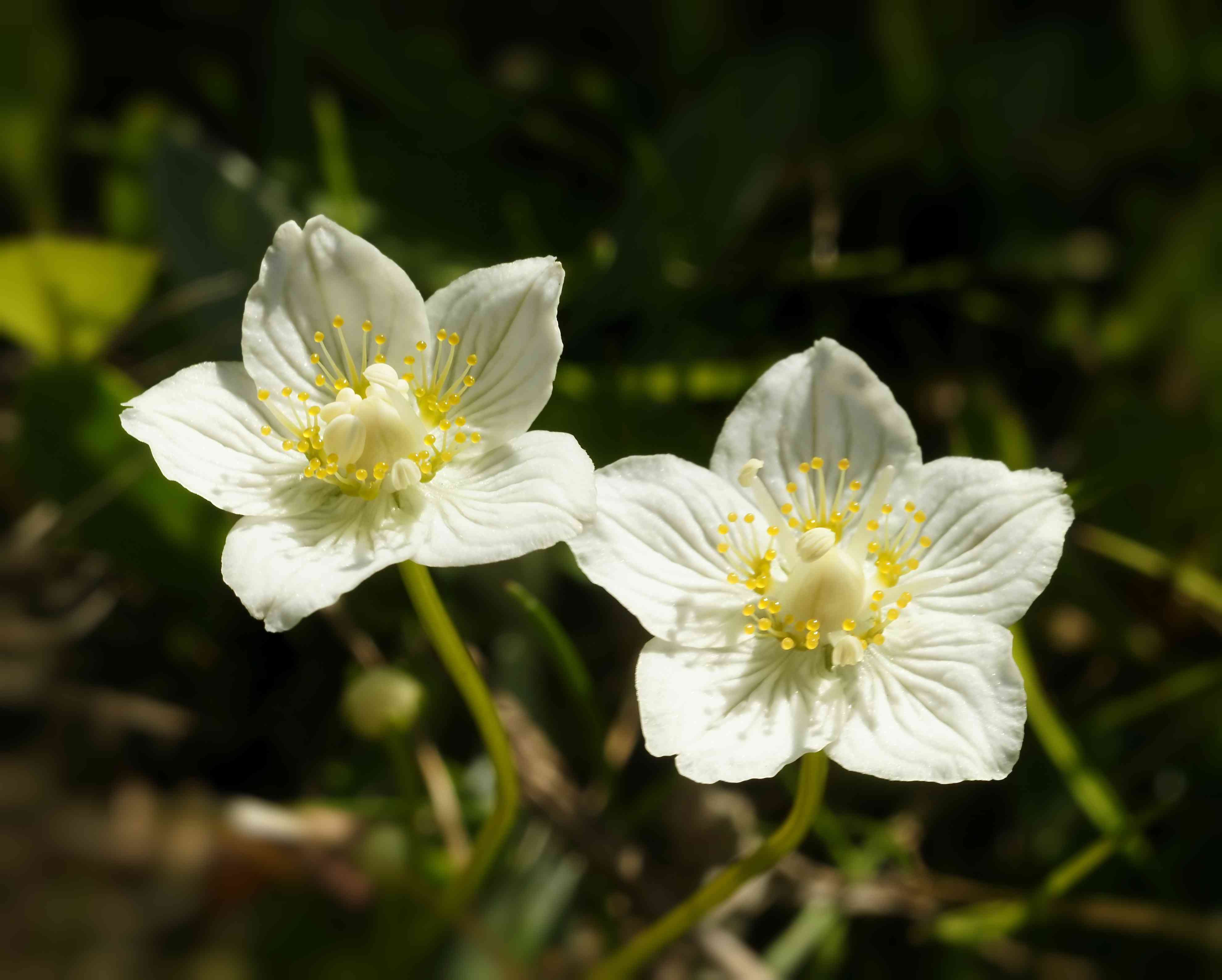 Fleurs de la Parnassie des marais. © Par Hans Hillewaert - CC BY-SA 3.0, https://commons.wikimedia.org/w/index.php?curid=10512968