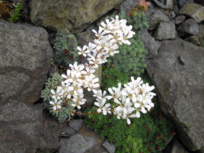 Saxifrage en forme de coquille ou Saxifrage en coquille © Par Ghislain118 - CC BY-SA 3.0, https://commons.wikimedia.org/w/index.php?curid=12707708