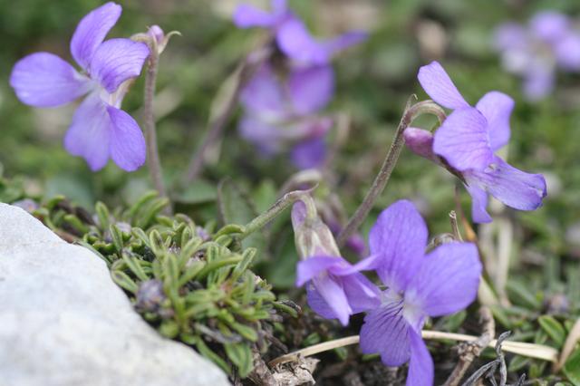 Violette des Pyrénées. © Par H Brisse - CC BY-SA 3.0, https://commons.wikimedia.org/w/index.php?curid=3772527