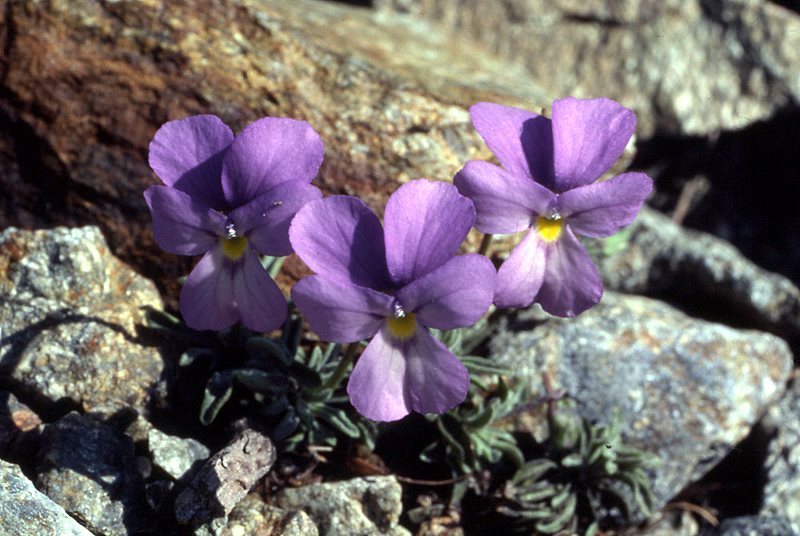 Violette de Valdieri. © By Colin Barker - CC BY-SA 3.0, https://commons.wikimedia.org/w/index.php?curid=4366013