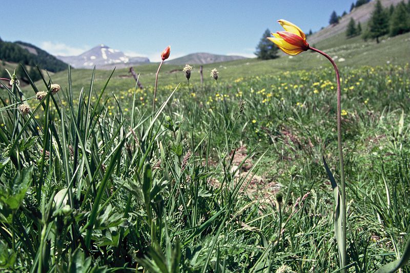 Tulipe des Alpes. © ARSAN Patrick - Parc national du Mercantour