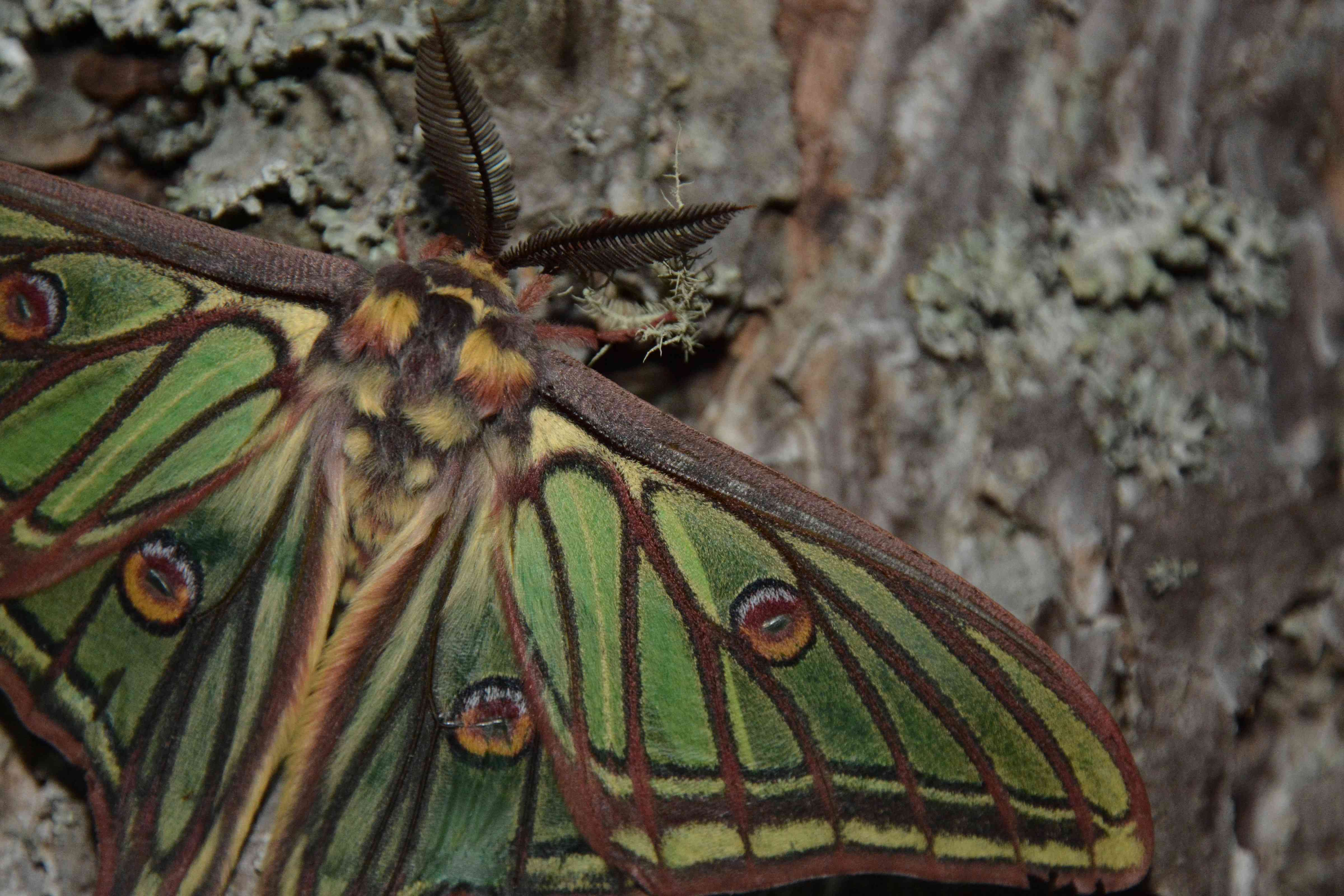 Le Bombyx Isabelle est un papillon hétérocère. C'est une espèce protégée, prise en photo sur un pin sylvestre en Ubaye, au mois de mai. © BRETON François - Parc national du Mercantour