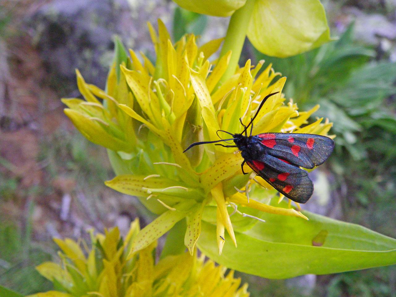 Papillon de nuit, zygène des thérésiens ou zygène de la jarosse posé sur une fleur, en très gros plan. © BENSA Marion - Parc national du Mercantour