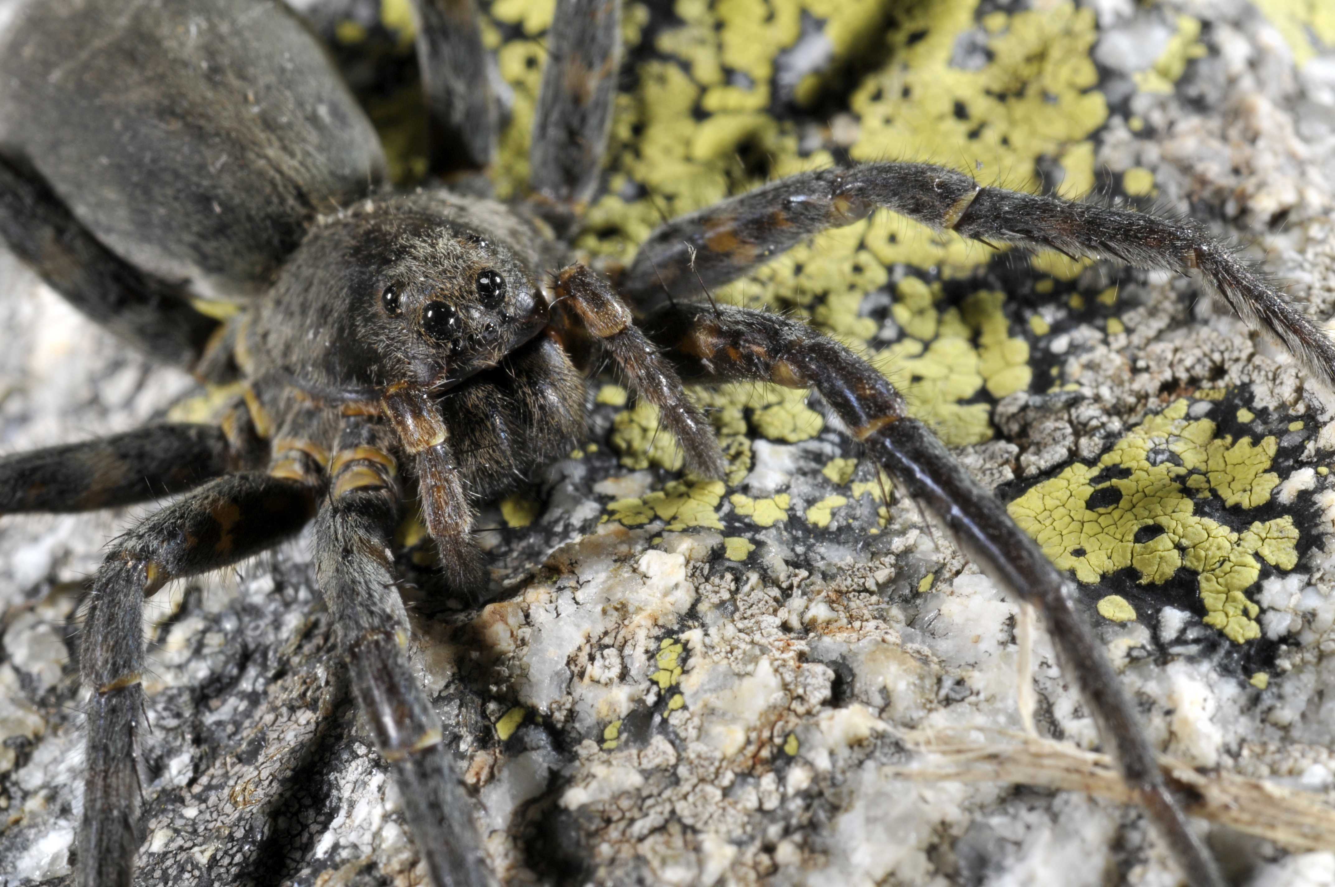 Vesubia jugorum, araignée endémique des Alpes du sud. © TOMASINELLI Francesco - Droits limités accordés au Parc national du Mercantour
