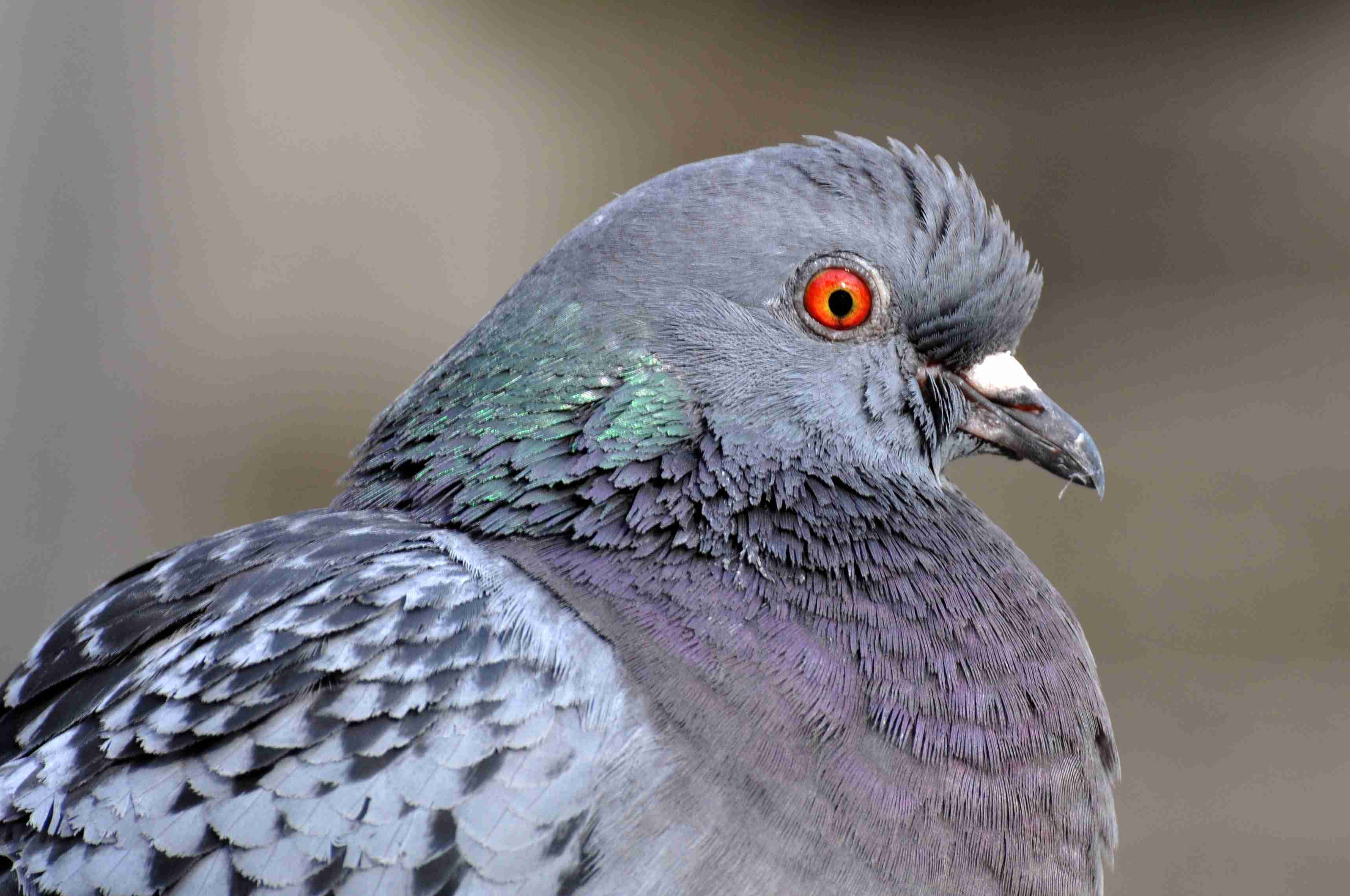Profil d'un Pigeon biset. © Par Aiwo - CC BY-SA 3.0, https://commons.wikimedia.org/w/index.php?curid=11357409