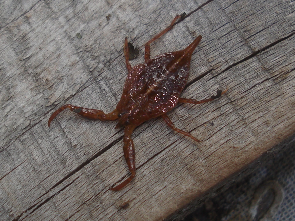 Nèpe cendrée, Nèpe rousse, Scorpion d'eau, Punaise scorpion. © By Sanja565658 - BY-SA 3.0, https://commons.wikimedia.org/w/index.php?curid=7863088