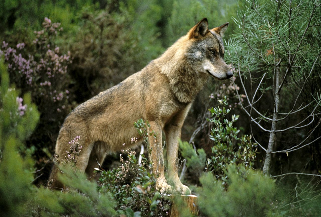 Loup d'Europe en forêt. © JOULOT Christian - Parc national du Mercantour