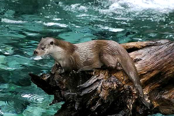 Loutre d'Europe © 