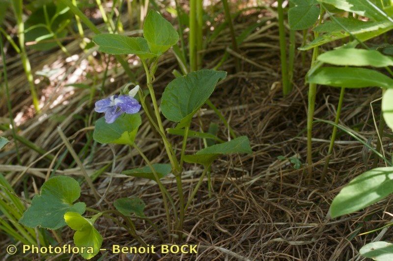 Viola laricicola. © Par Bock Benoit - @Photoflora