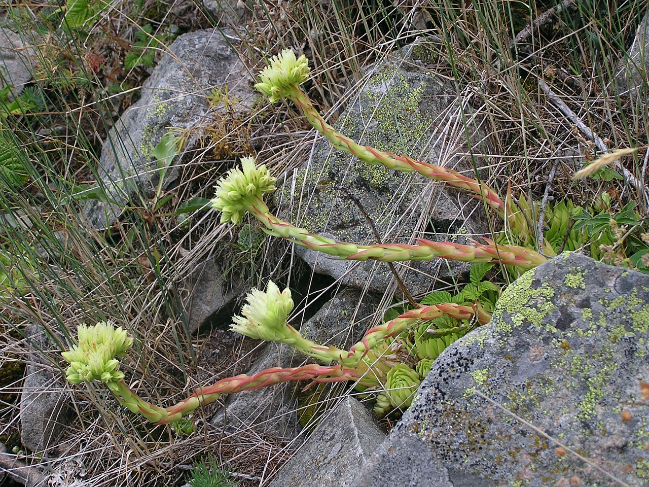Sempervivum globiferum subsp allionii et sa hampe florale © MARTIN-DHERMONT Laurent - Parc national du Mercantour