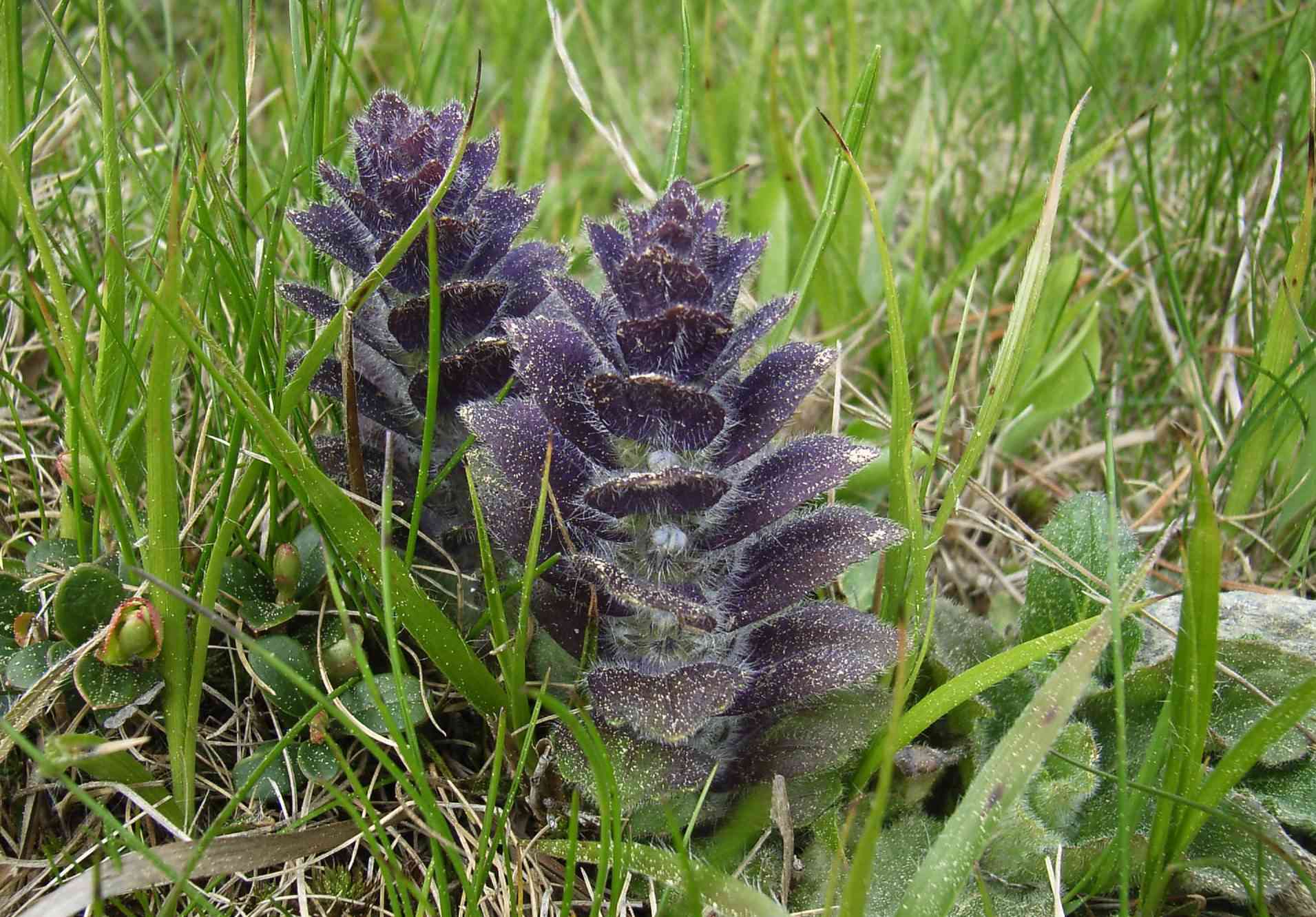 Bugle pyramidale. © Par Rainer J. - CC BY-SA 3.0, https://commons.wikimedia.org/w/index.php?curid=934635
