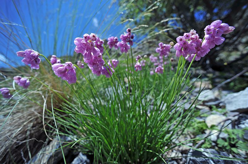 Ail à fleurs de Narcisse. © PIERINI Philippe - Parc national du Mercantour