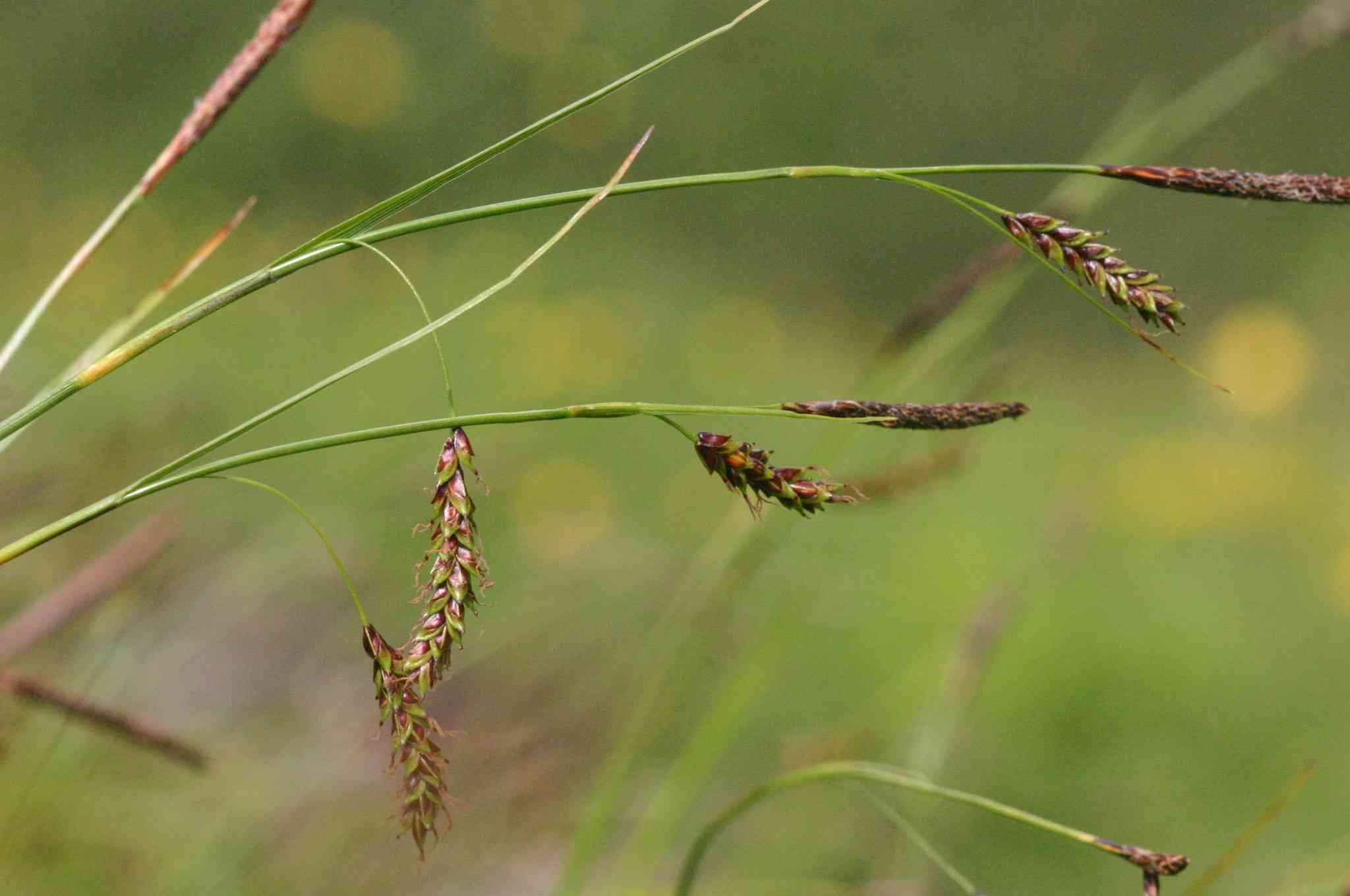 Laîche férrugineuse, Carex ferrugineux. © By Hermann Schachner - CC0, https://commons.wikimedia.org/w/index.php?curid=12464107