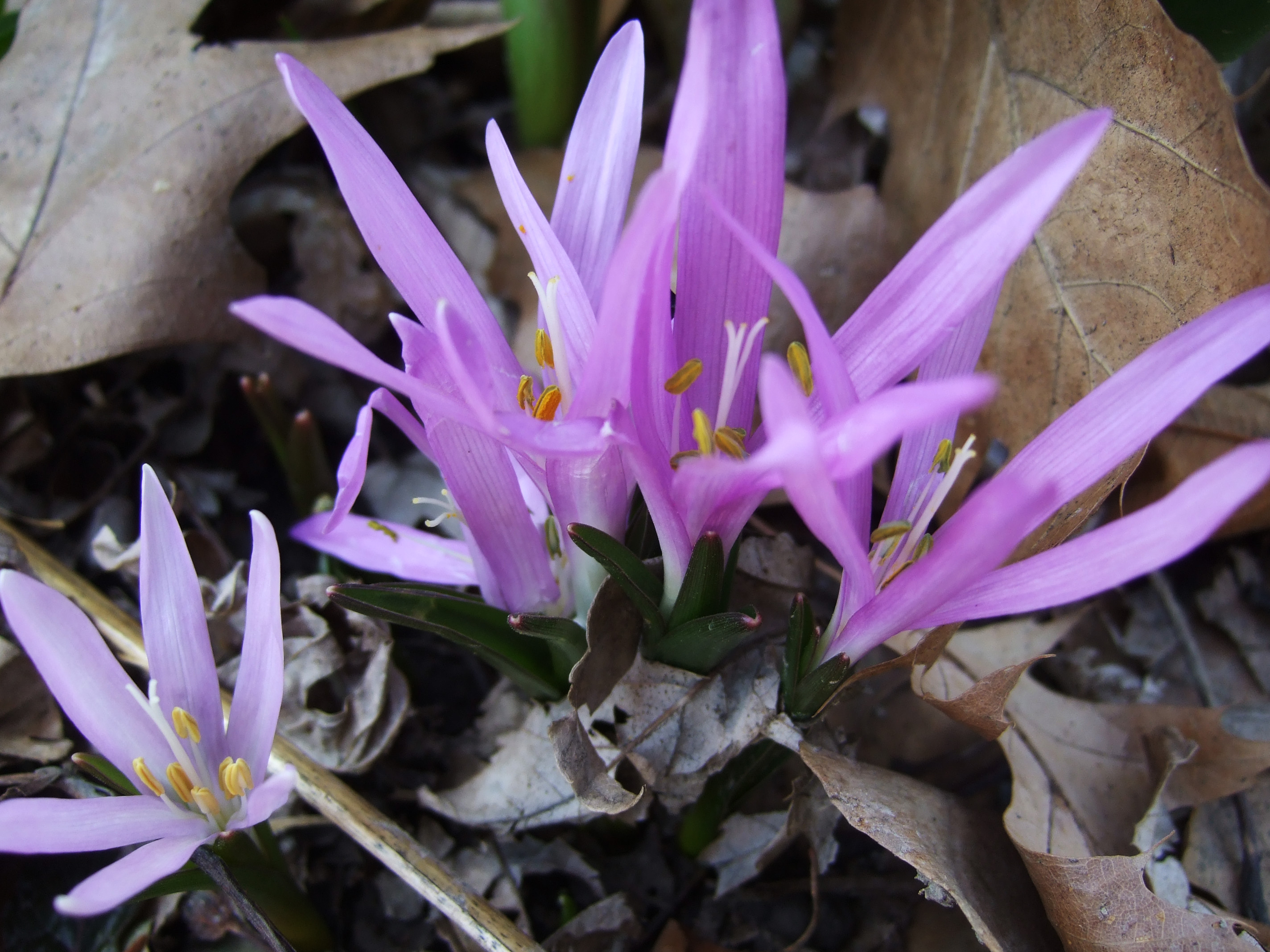 Bulbocode du printemps © Par James Steakley, https://commons.wikimedia.org/w/index.php?curid=6553493
